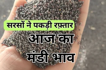 आज का नोहर मंडी का रेट