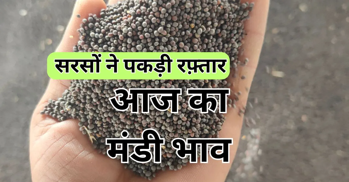 आज का नोहर मंडी का रेट